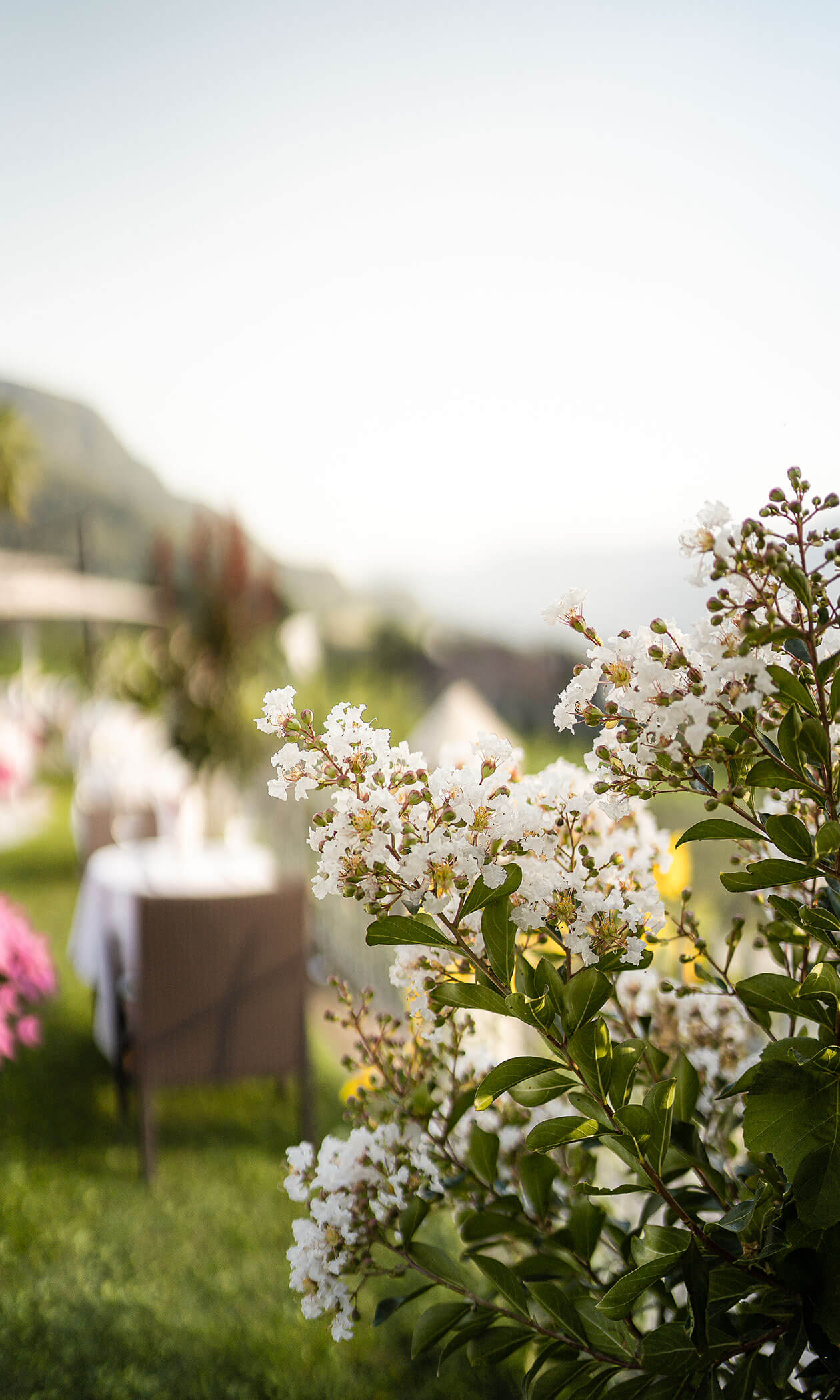 Close-up of white flowers with a blurred outdoor dining area and green landscape in the background. - Hotel Lagrein