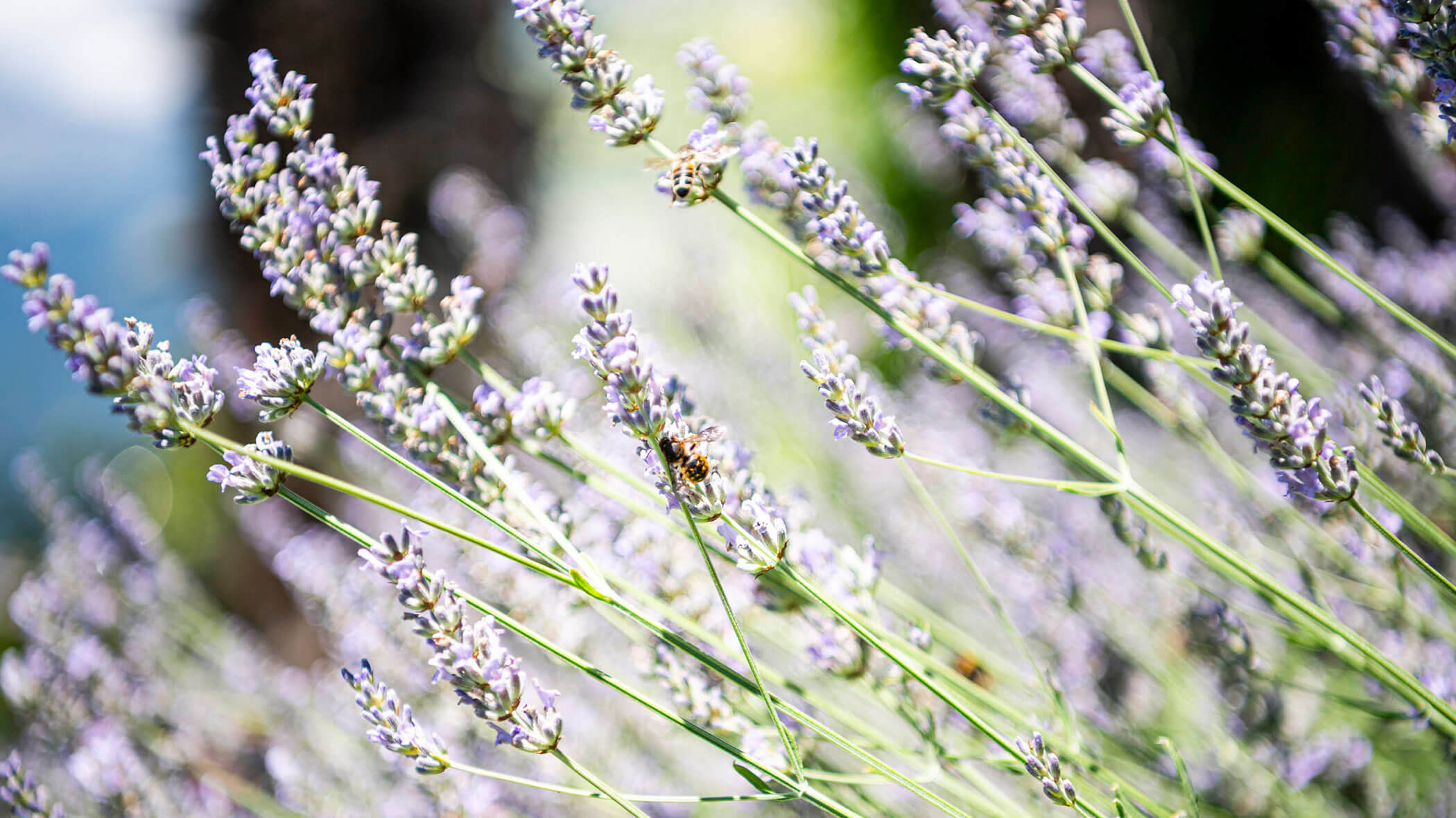 Close-up of bees on blooming lavender flowers in a sunlit field. - Hotel Lagrein