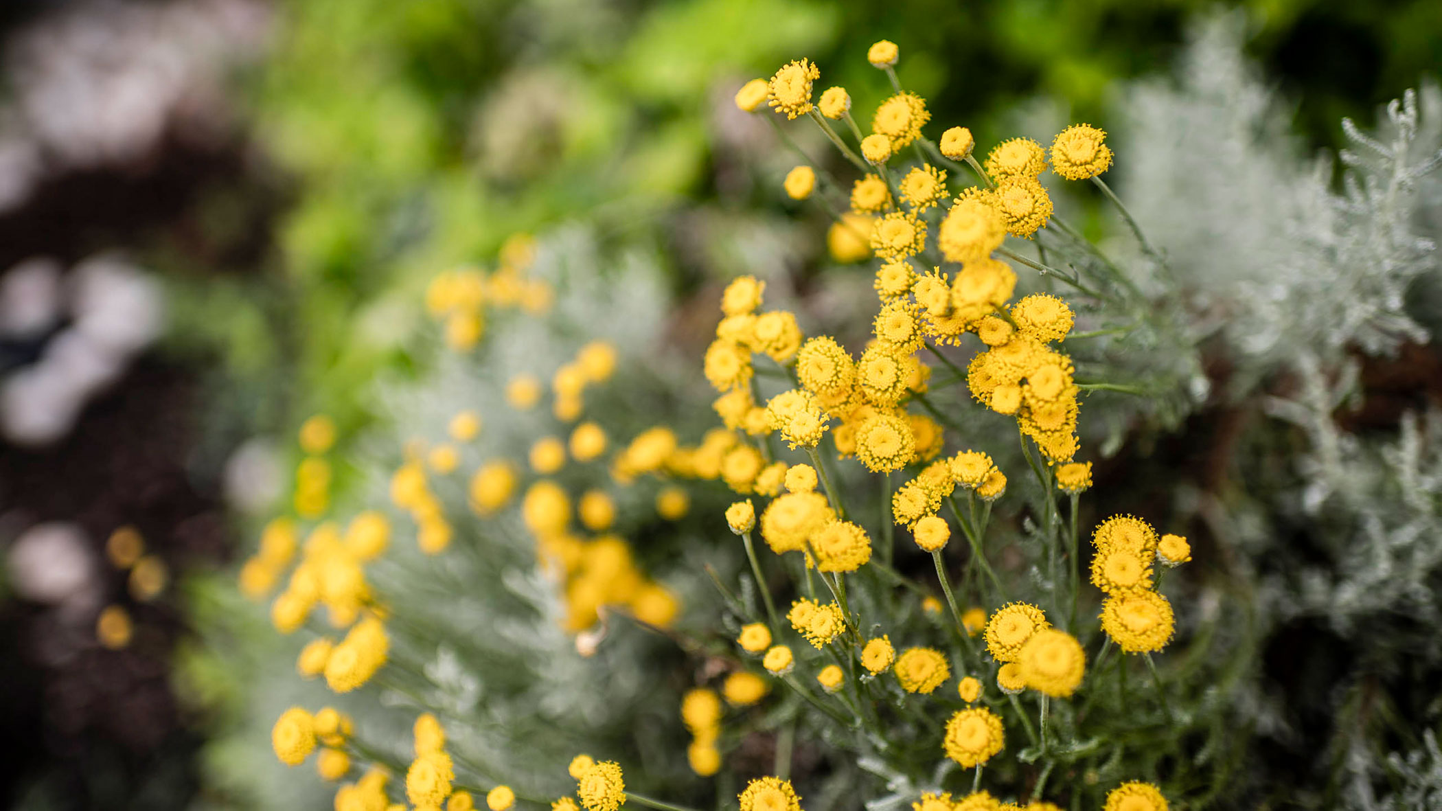 Yellow wildflowers with small round blooms grow among green foliage in a garden setting. - Hotel Lagrein