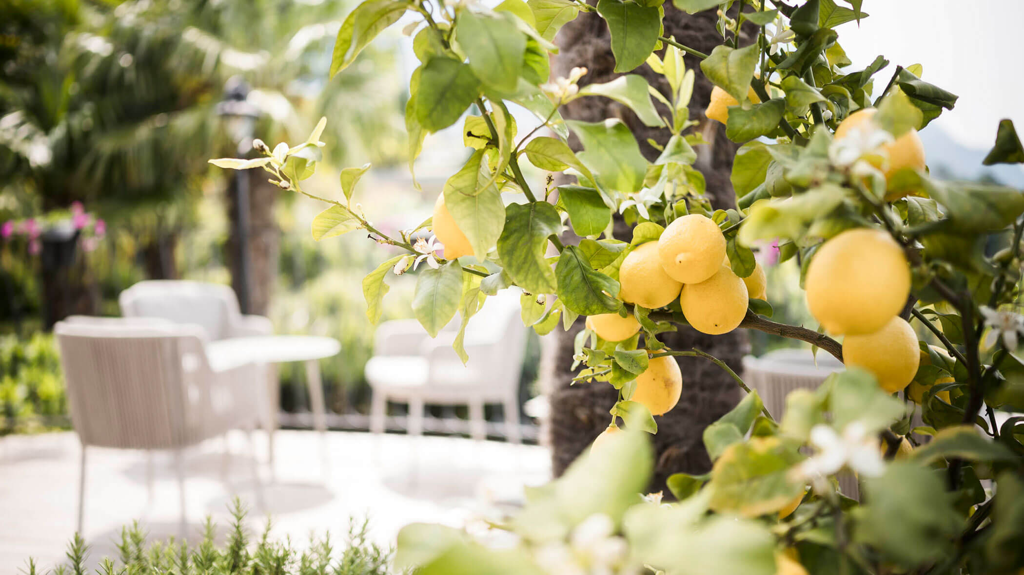 Yellow lemons hanging on a leafy tree branch in a sunlit garden with blurred chairs in the background. - Hotel Lagrein