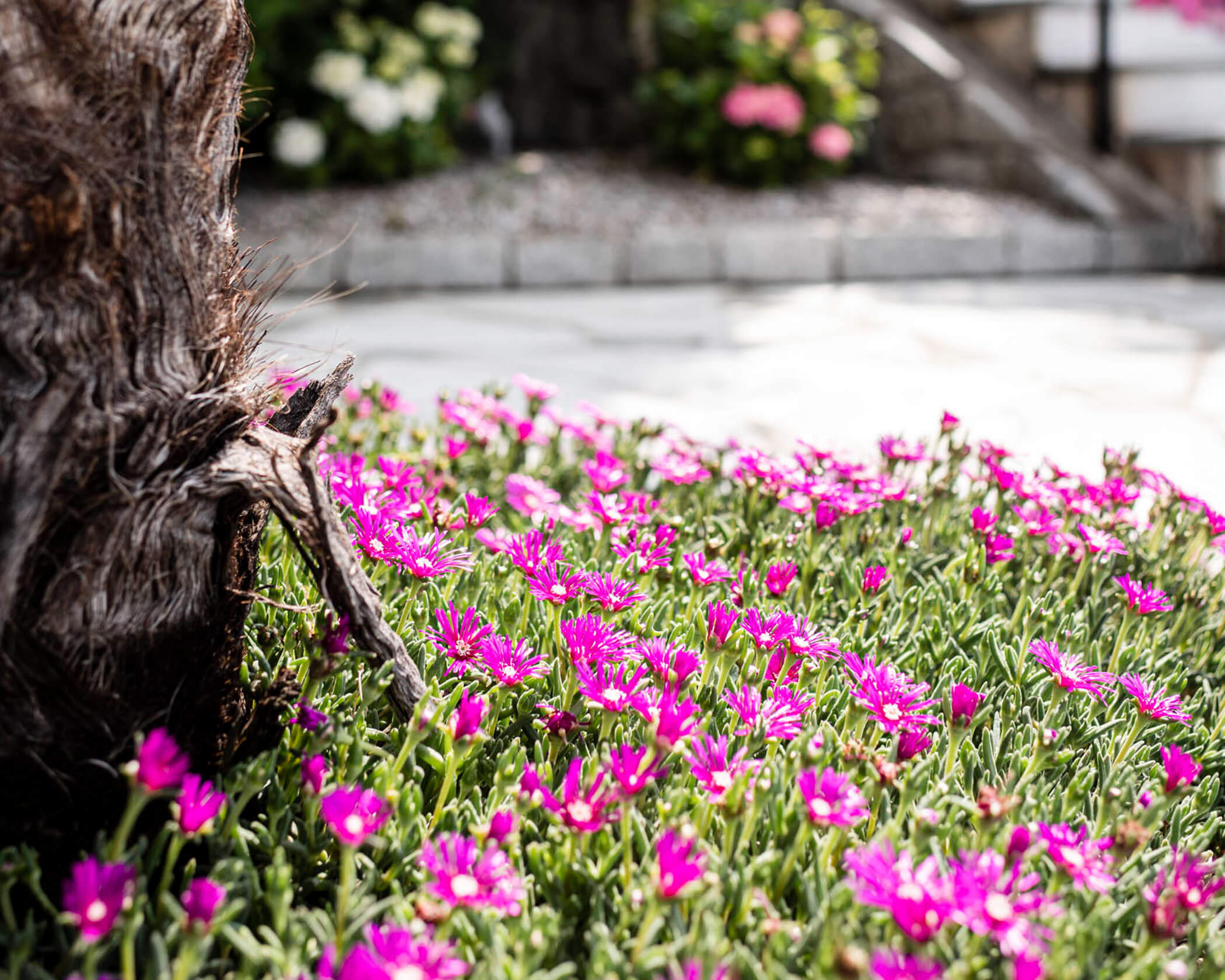 Close-up of vibrant pink flowers blooming near a tree trunk in a garden with a stone path in the background. - Hotel Lagrein