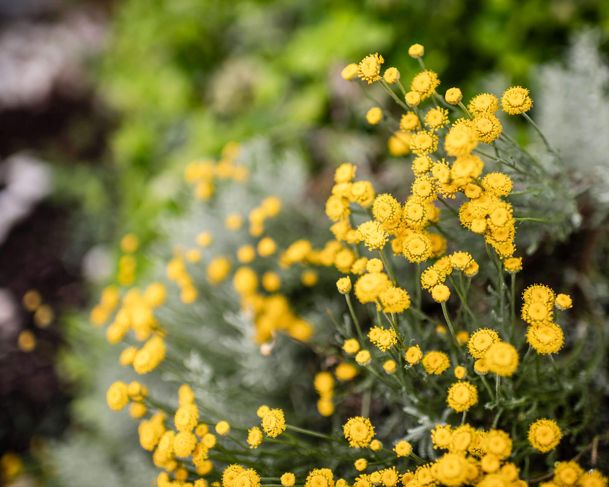 Small, bright yellow wildflowers blooming among green foliage in a natural outdoor setting. - Hotel Lagrein