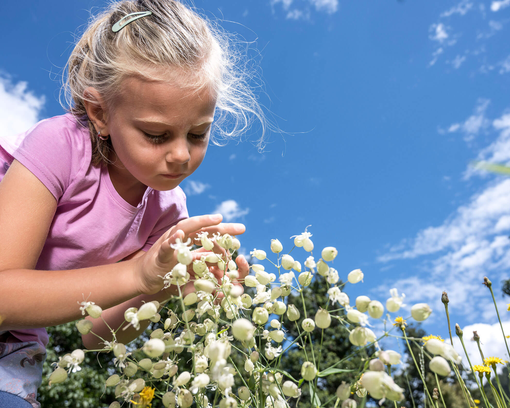 Young girl in a pink shirt examining white wildflowers outdoors under a bright blue sky. - Hotel Lagrein