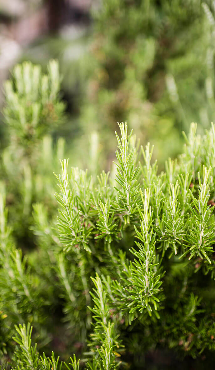 Close-up of fresh green rosemary plant branches outdoors. - Hotel Lagrein